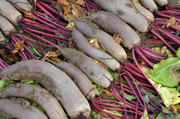 Beta vulgaris 'Forono' , Betterave