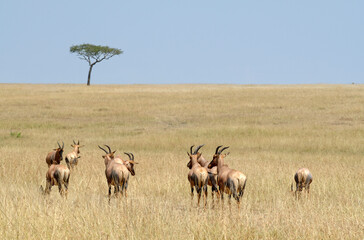 Naklejka premium Damalisque, Damaliscus korrigum, Kenya,. Afrique