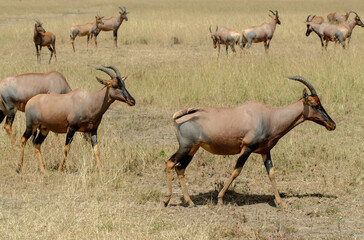 Damalisque, Damaliscus korrigum, Kenya,. Afrique
