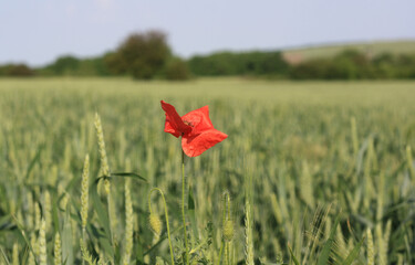 Poppy Fields in Full Bloom