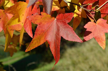platane à feuilles d'érable, platanus acerifolia