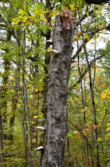 Obraz premium arbre mort, champignon, langue de boeuf, fistulina hepatica