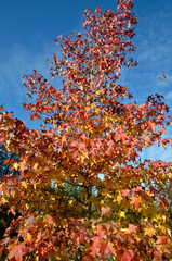 platane à feuilles d'érable, platanus acerifolia
