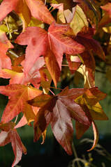 platane à feuilles d'érable, platanus acerifolia