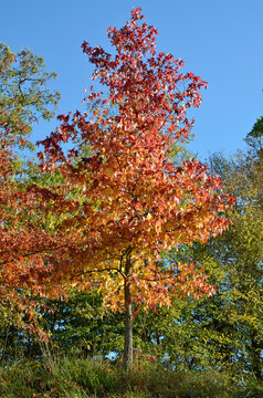 platane &agrave; feuilles d'&eacute;rable, platanus acerifolia