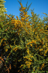 Fototapeta premium Cotoneaster horizontalis , Cotoneaster