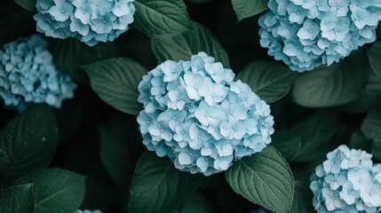 A vivid and detailed close-up image of blue hydrangea flowers surrounded by lush green leaves, capturing the intricate floral patterns and natural beauty of the blooms.