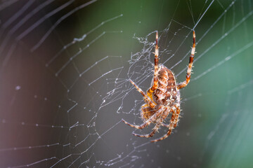 Close up of a brown, orange and white spider in the middle of its web
