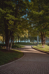 Trees Lines