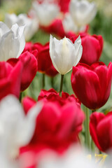 紅白のチューリップ