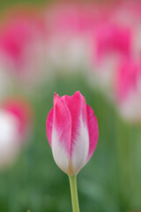 チューリップ咲く