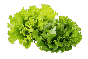 Fresh and vibrant green lettuce on a white background, perfect for healthy recipes and nutritious meals.