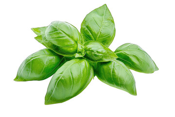 Obraz premium Fresh basil leaves displayed beautifully, perfect for culinary uses, garnishing, and enhancing food flavors.