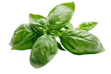 Fresh basil leaves, vibrant green and aromatic, perfect for cooking and garnishing dishes with flavor.