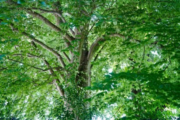 Inside a huge beech tree with green leaves and wide trunk and big tree crown. Calming image.