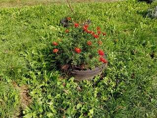 A flower bed with marigolds is made of old car tires in the middle of a green lawn with uneven...