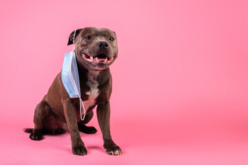 Dog wearing medical face mask in front of pink background