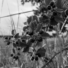 fineart nature and landscape in black&white