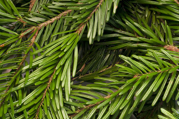 Fototapeta premium close up of pine needles. Nature green background