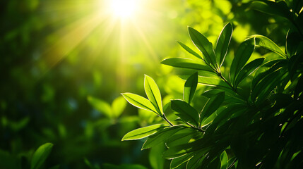 A lush green tree with leaves that are illuminated by the sun. The sunlight creates a warm and inviting atmosphere