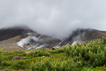 山頂を霧で覆われた大雪山系旭岳にハイマツが生い茂る