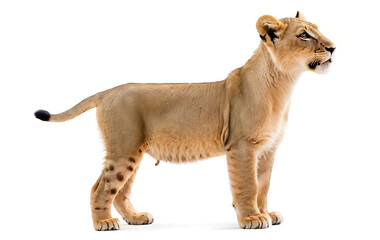 Obraz premium A young lion cub stands alert, gazing into the distance. Isolated on a white background, suitable for educational materials, wildlife publications, or designs featuring cubs and young animals.