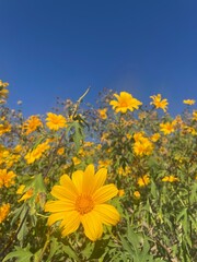 Fototapeta premium Tree Marigold under the sky is bright.