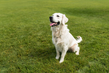 golden retriever puppy