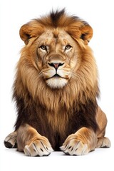 big lion, white background, king, leader, Leading personality, handy, mobile phone, theme, 2:3