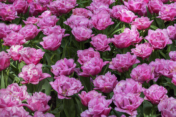 Tulip Touchstone in the unique tulip park Keukenhof. Spring landscape