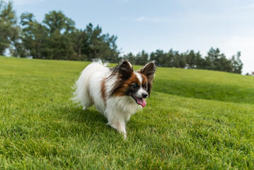 The Papillon dog on the grass