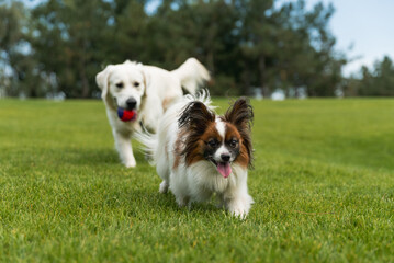 golden retriever and The Papillon dog