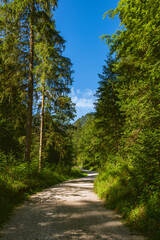 Hiking Through A Forest