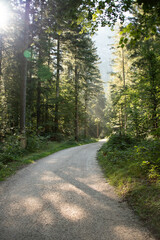 Morning Walk In The Forest