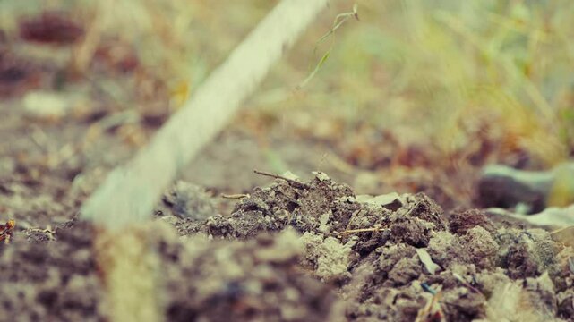 Old peasant woman hoeing the soil in her garden