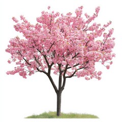 Obraz premium Pink Cherry Blossom Tree Isolated on White Background.