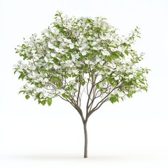 Blooming White Dogwood Tree Isolated on White Background.