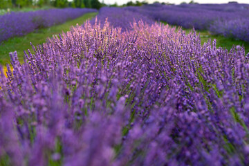 Obraz premium Vibrant Lavender Fields at Peak Bloom