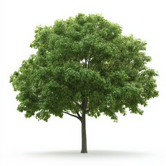 Fototapeta premium Single Green Tree Isolated on White Background.