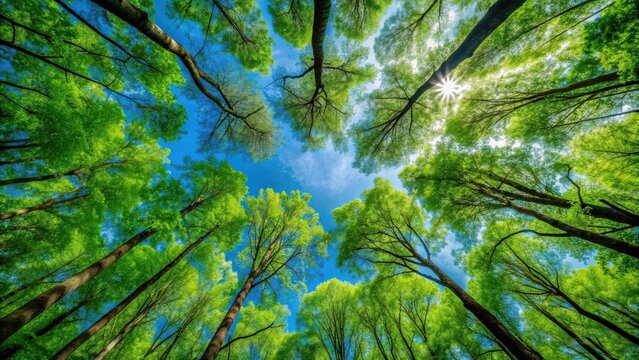 View from the forest floor looking up at the canopy of green trees against a blue sky background