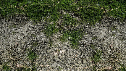 Green Moss Texture,green moss on the stone,
