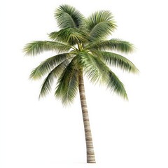 Isolated Palm Tree on White Background.