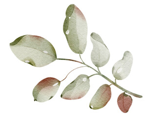 Watercolor hand drawn rowanberry leaf. Drawing of plant close up. Green autumn leaf. Botanical decoration for tea packaging design and card, logo, label print. Herbarium decoration.