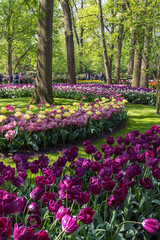 Selected varieties of exquisite flowers and color combinations in the Netherlands