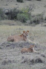 Leben in der Masai Mara