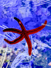 Starfish glued to the window of an aquarium