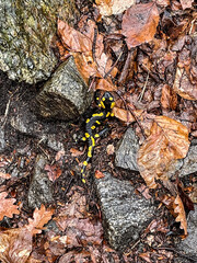 Wild male eastern tiger terrestrial salamander with black skin and colorful spots