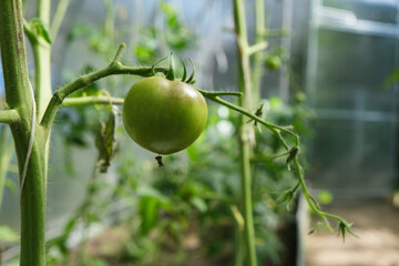 diseased green tomato in a greenhouse, late blight