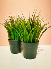 Two artificial green plants in pots on isolated background