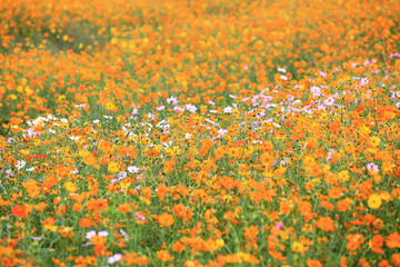 Autumnal view of yellow and pink cosmos at a garden near Uiwang-si, South Korea